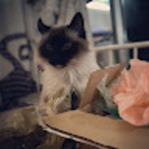 Meet your Posher, Coco